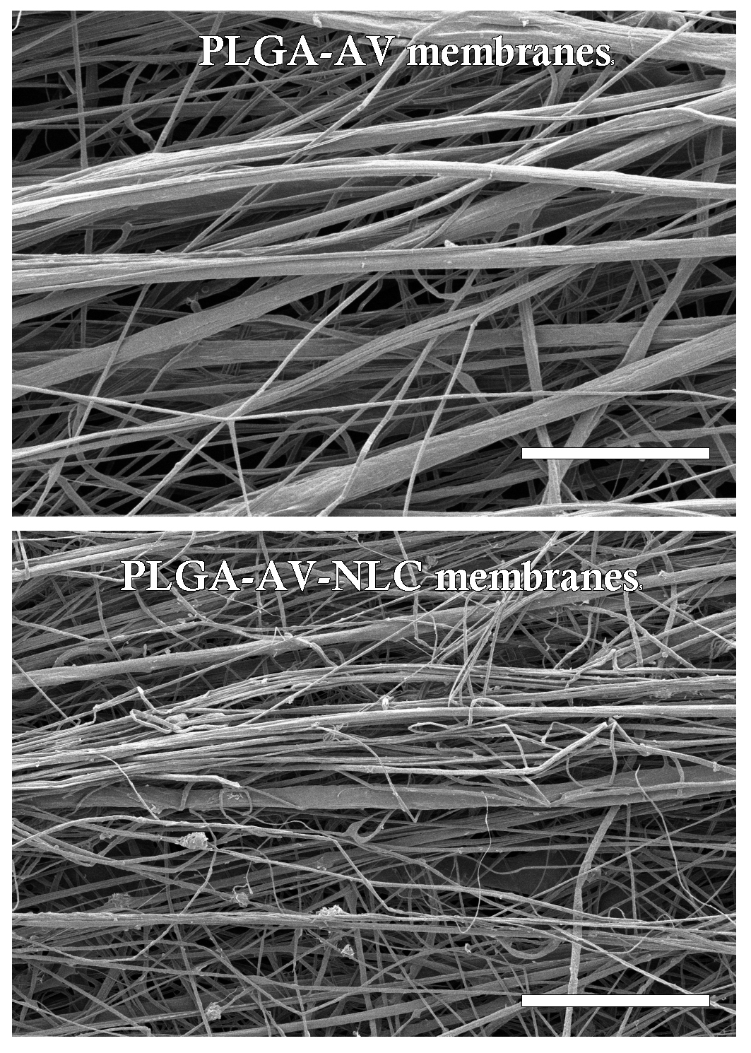 SEM images of the PLGA-AV and PLGA-AV-NLC membranes. The scale bar of each image indicates 100 μm.