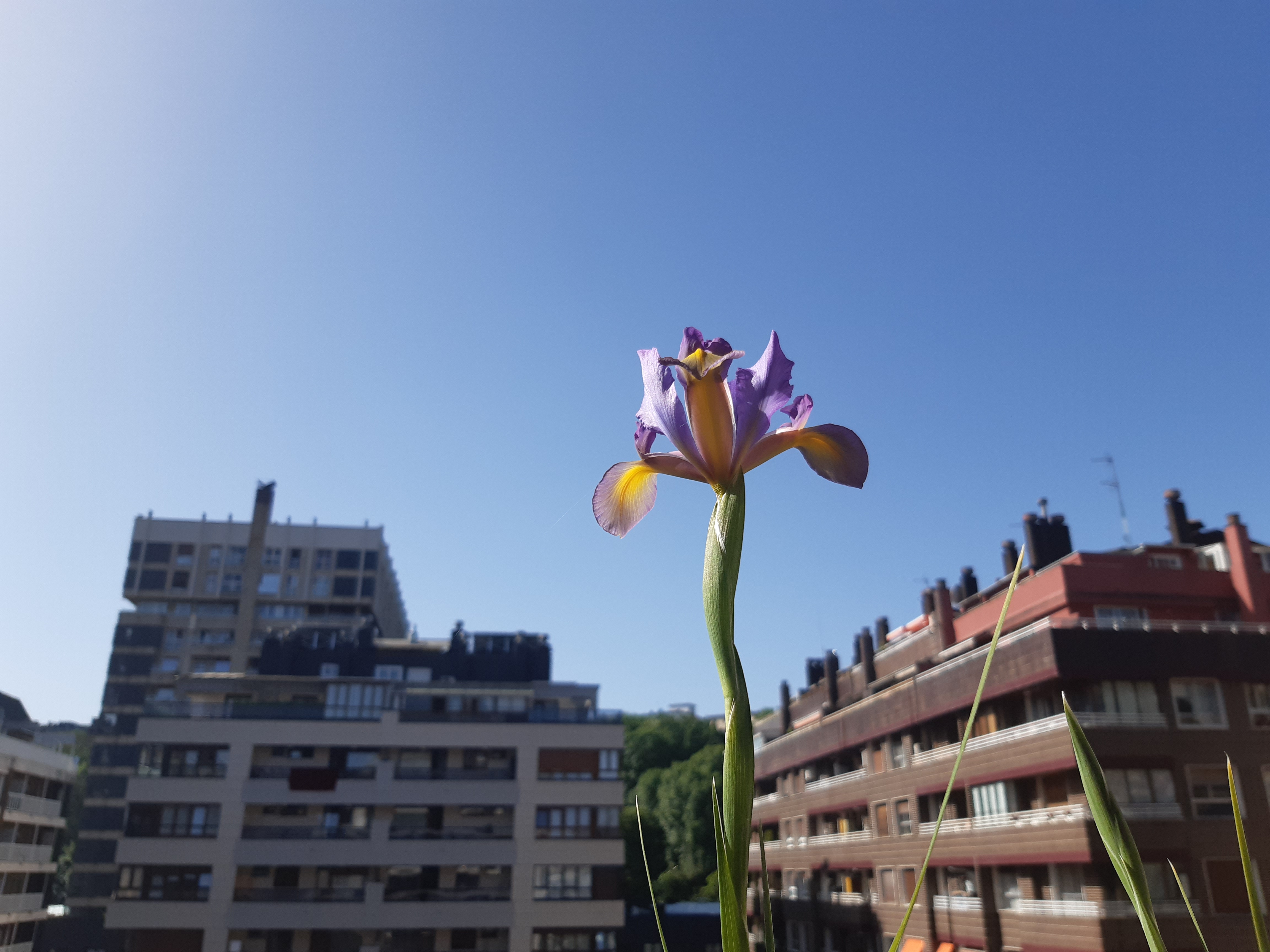 En primer plano, muy de cerca, vemos una flor de pétalos alargados morados con un centro amarillo. Se alza sobre su tallo verdeante y rodeada de varias hojas como pinchos. Al fondo, desenfocados, varios edificios residenciales con balcones que dejan entrever las copas de algunos árboles.