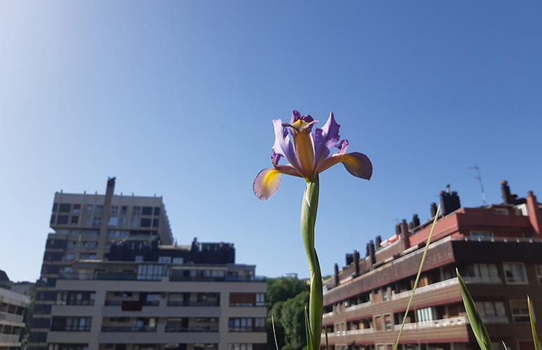 En primer plano, muy de cerca, vemos una flor de pétalos alargados morados con un centro amarillo. Se alza sobre su tallo verdeante y rodeada de varias hojas como pinchos. Al fondo, desenfocados, varios edificios residenciales con balcones que dejan entrever las copas de algunos árboles.