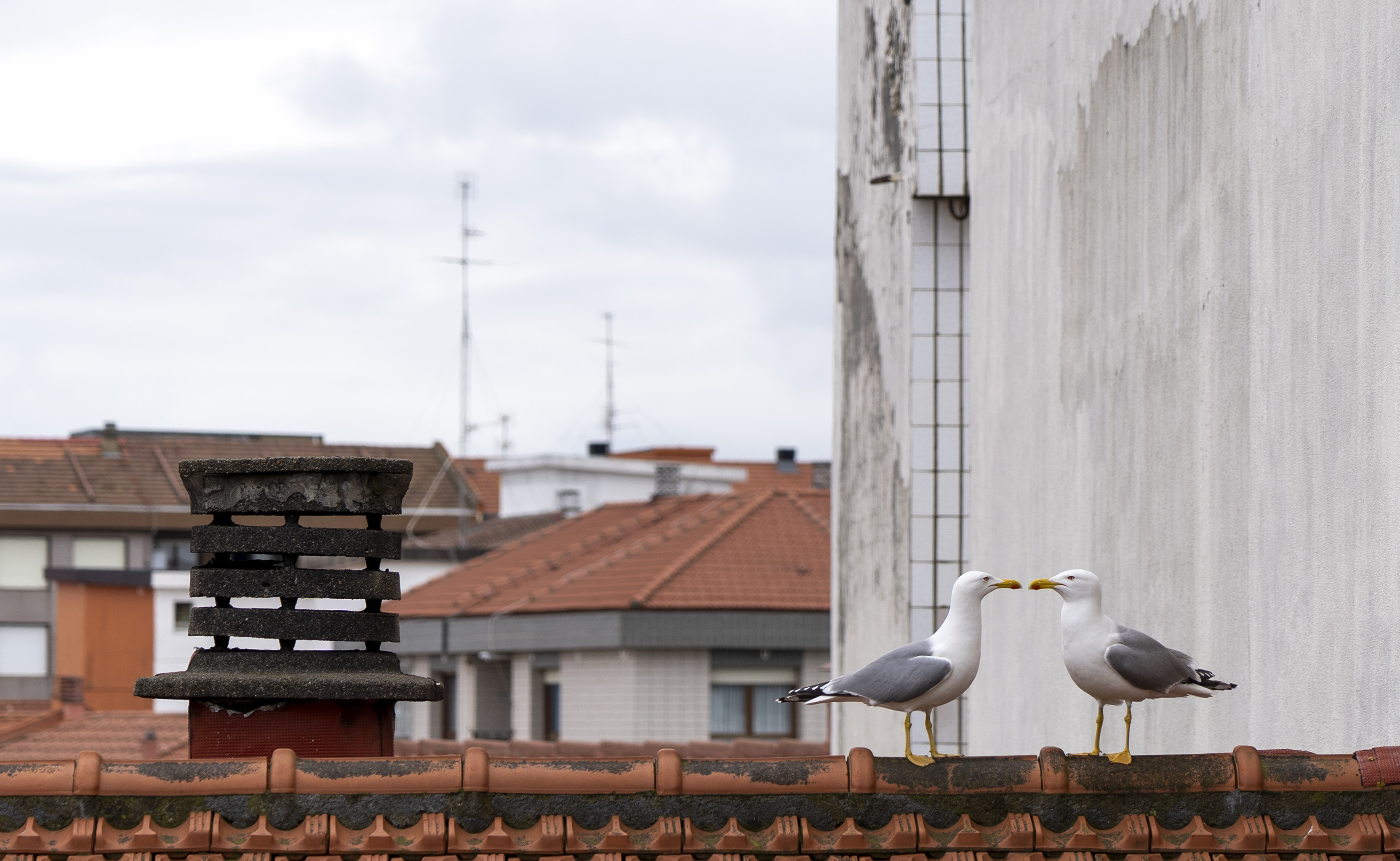 La fotografía muestra una sucesión de tejados rojizos frente a un cielo gris y nuboso. En primer plano, sobre un tejado y al lado de una chimenea, una pareja de gaviotas enfrentadas casi tocando los picos.