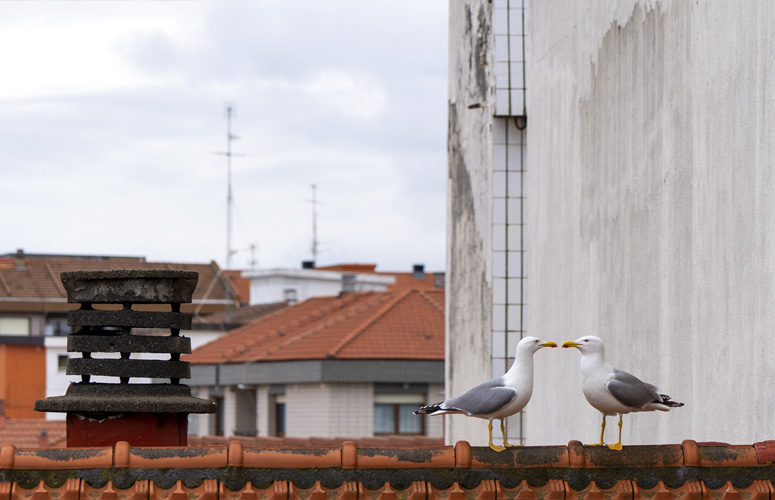 La fotografía muestra una sucesión de tejados rojizos frente a un cielo gris y nuboso. En primer plano, sobre un tejado y al lado de una chimenea, una pareja de gaviotas enfrentadas casi tocando los picos.