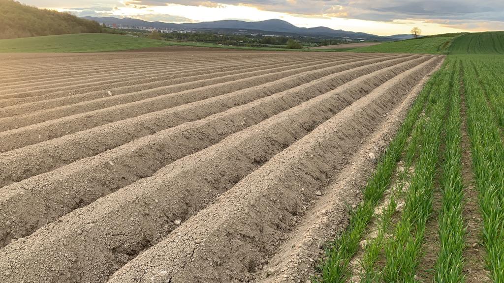 Vemos un campo casi infinito de tierra arada y sembrada. Algunas parcelas han empezado a brotar y están recubiertas de verde, otras todavía permanecen marrones. Al fondo un árbol solitario y una cadena de montañas cierran la imagen, con un cielo nuboso y brillante.