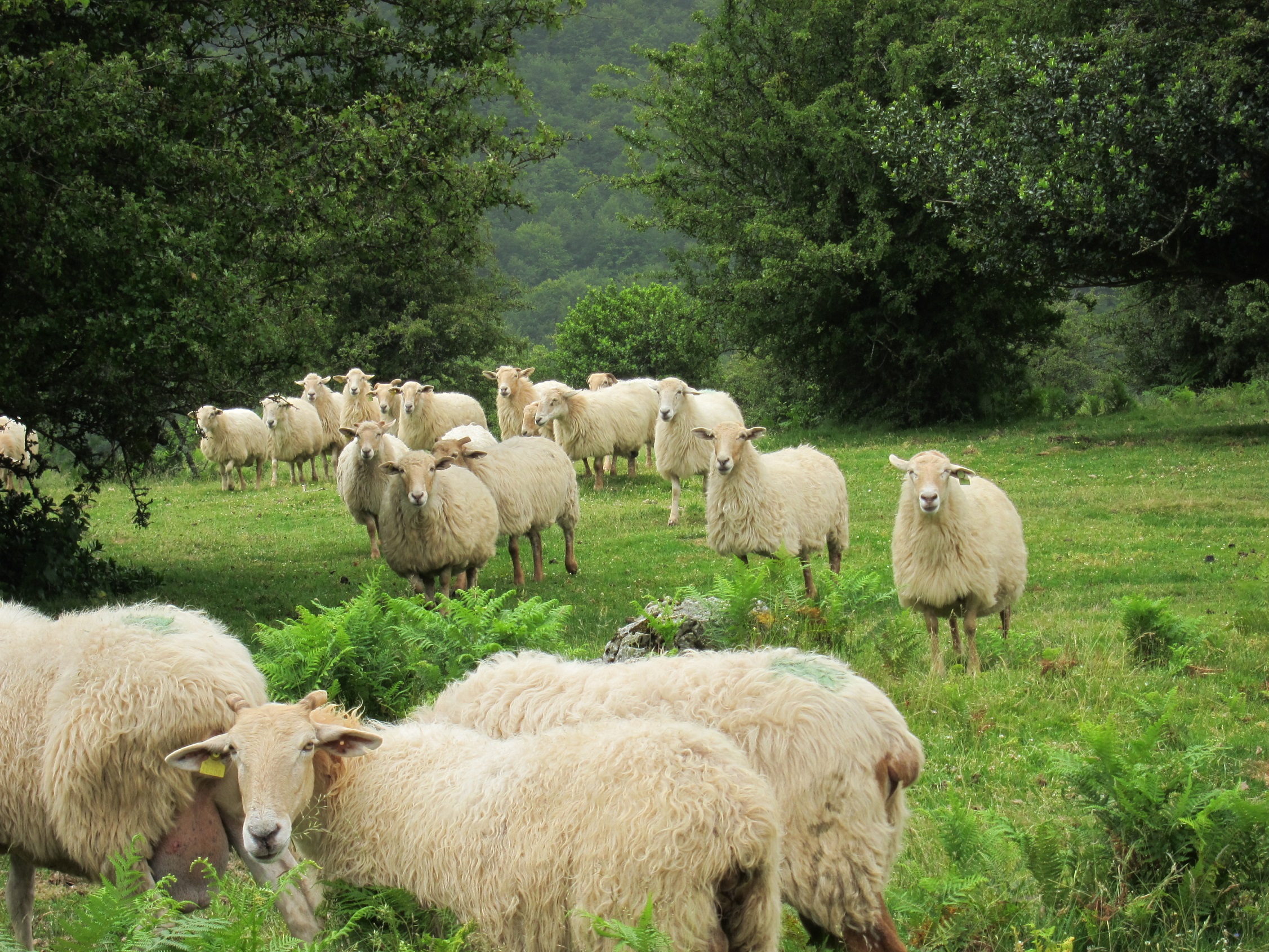 El abandono del pastoreo pondría en peligro el queso de Idiazabal que conocemos hoy