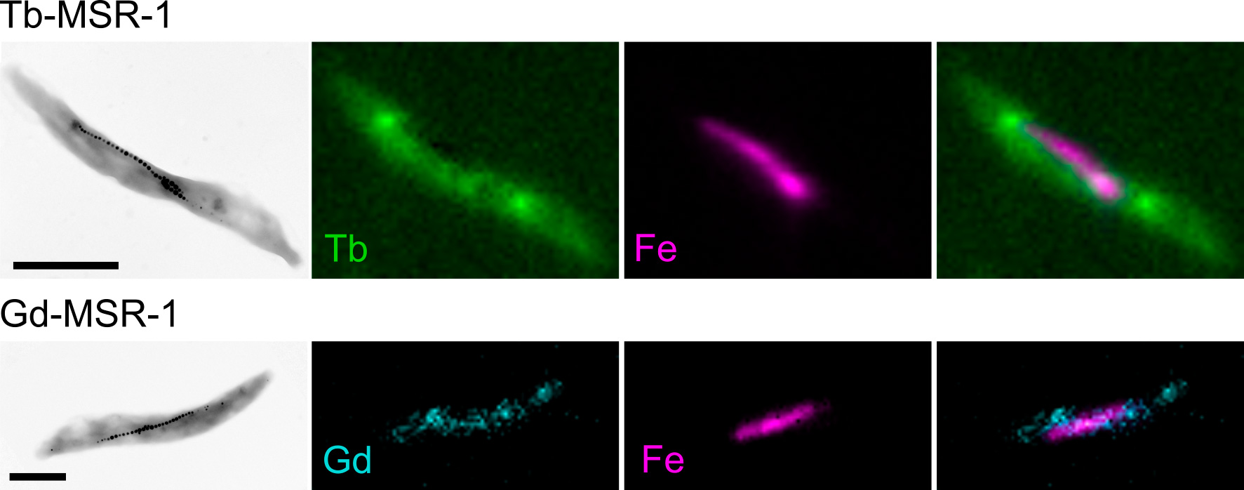 Imágenes de una bacteria en fluorescente