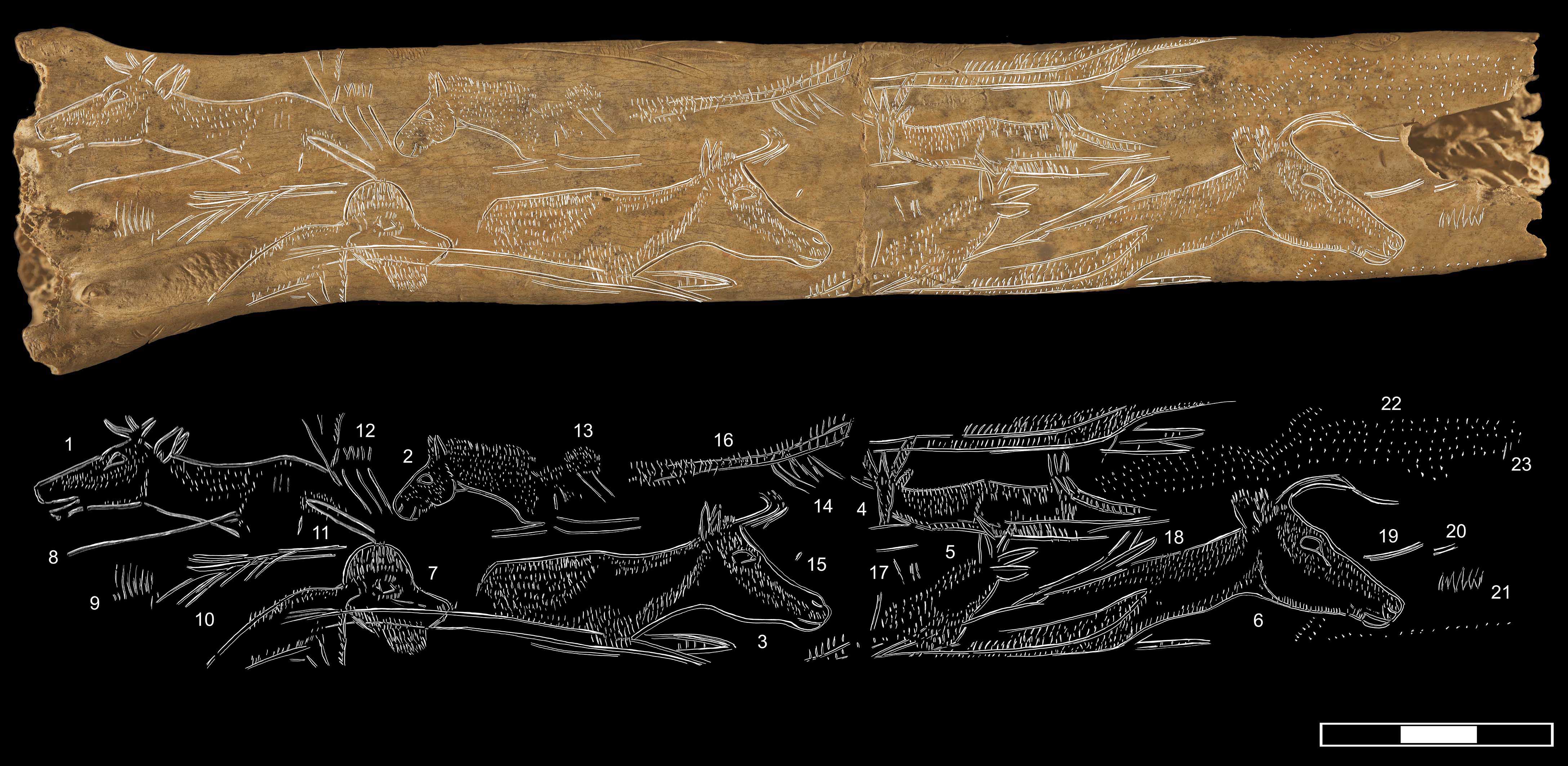 Tracing of the engraving of the tube indicating the number of graphs