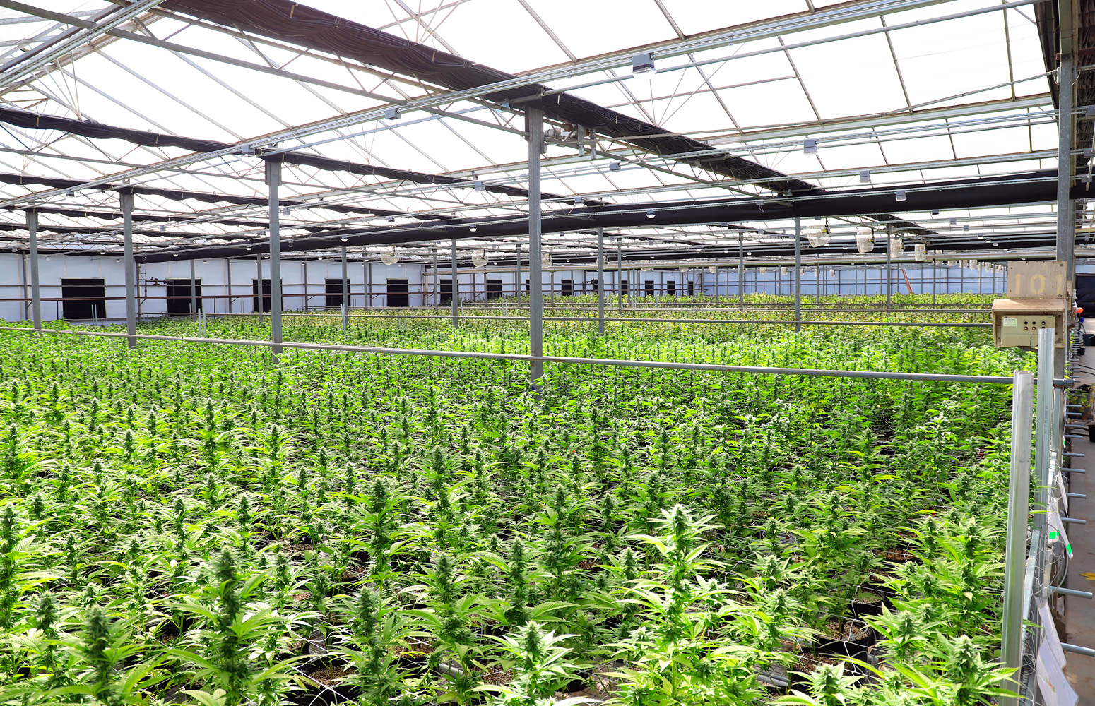 A medical cannabis production