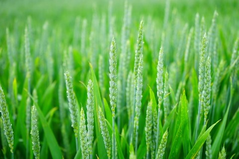 Campo trigo verde