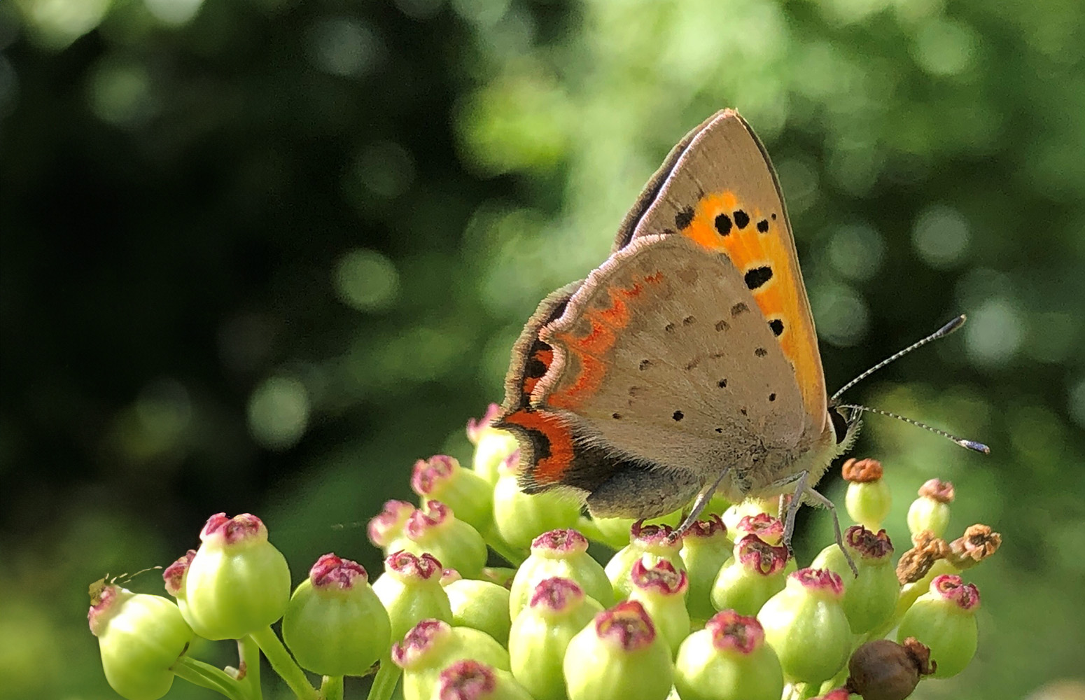 Lycaena phlaeas