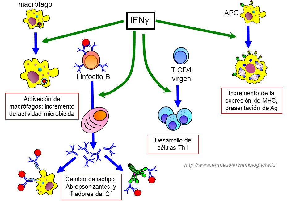 diagrama de macrófagos